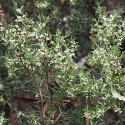 Monotoca scoparia (Broom Heath) at Cotter River, ACT - 13 Mar 2024 by RAllen