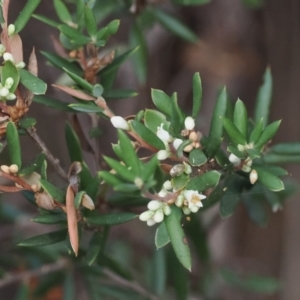 Monotoca scoparia at Namadgi National Park - 14 Mar 2024