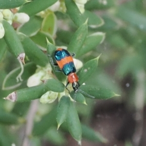 Dicranolaius bellulus at Namadgi National Park - 14 Mar 2024 11:37 AM