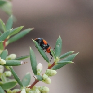 Dicranolaius bellulus at Namadgi National Park - 14 Mar 2024 11:37 AM