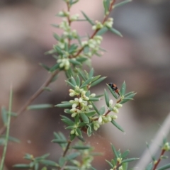 Monotoca scoparia (Broom Heath) at Cotter River, ACT - 14 Mar 2024 by RAllen