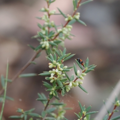 Monotoca scoparia (Broom Heath) at Namadgi National Park - 14 Mar 2024 by RAllen