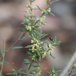 Monotoca scoparia at Namadgi National Park - 14 Mar 2024