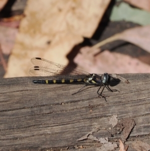 Cordulephya pygmaea at Namadgi National Park - 14 Mar 2024 12:16 PM