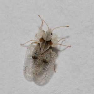 Corythucha ciliata at Belconnen, ACT - 8 Apr 2024