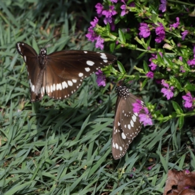 Euploea corinna (Common Crow Butterfly, Oleander Butterfly) at Brisbane City Botanic Gardens - 30 Mar 2024 by TimL