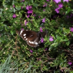 Euploea corinna at Brisbane City Botanic Gardens - 30 Mar 2024 01:25 PM