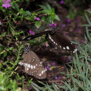 Euploea corinna at Brisbane City Botanic Gardens - 30 Mar 2024 01:25 PM