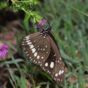 Euploea corinna at Brisbane City Botanic Gardens - 30 Mar 2024 01:25 PM