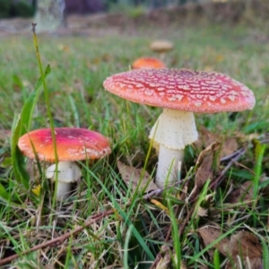 Amanita muscaria at QPRC LGA - 8 Apr 2024