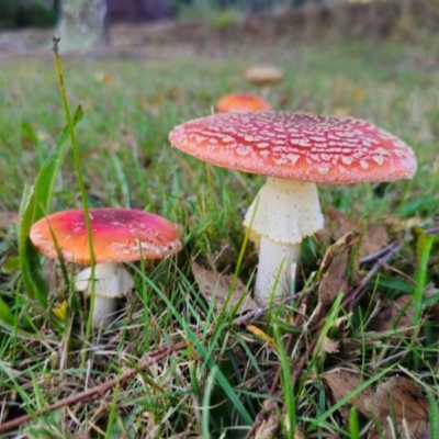 Amanita muscaria (Fly Agaric) at QPRC LGA - 8 Apr 2024 by Csteele4