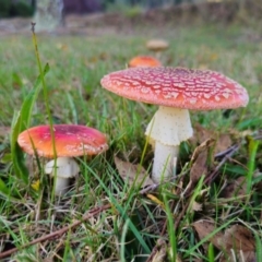 Amanita muscaria (Fly Agaric) at Captains Flat, NSW - 8 Apr 2024 by Csteele4