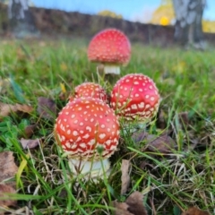 Amanita muscaria at QPRC LGA - 8 Apr 2024