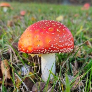 Amanita muscaria at QPRC LGA - 8 Apr 2024