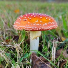 Amanita muscaria at QPRC LGA - 8 Apr 2024