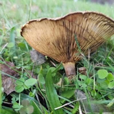 Paxillus involutus (Brown roll-rim) at Captains Flat, NSW - 8 Apr 2024 by Csteele4