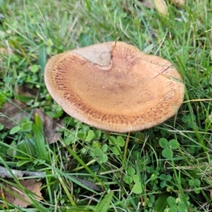 Paxillus involutus at QPRC LGA - 8 Apr 2024