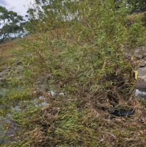 Salix matsudana at Umbagong District Park - 9 Apr 2024