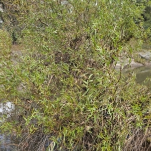 Salix matsudana at Umbagong District Park - 9 Apr 2024