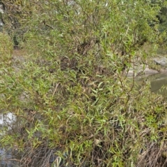 Salix matsudana at Umbagong District Park - 9 Apr 2024