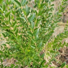 Ligustrum sinense (Narrow-leaf Privet, Chinese Privet) at Umbagong District Park - 9 Apr 2024 by Jiggy