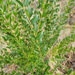 Ligustrum sinense at Umbagong District Park - 9 Apr 2024 07:57 AM