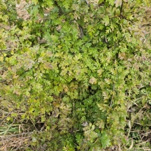 Crataegus monogyna at Umbagong District Park - 9 Apr 2024