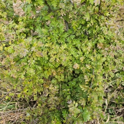 Crataegus monogyna (Hawthorn) at Umbagong District Park - 9 Apr 2024 by Jiggy