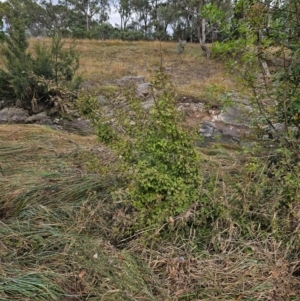 Crataegus monogyna at Umbagong District Park - 9 Apr 2024