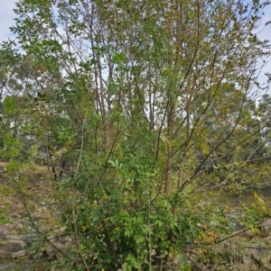 Fraxinus angustifolia at Umbagong District Park - 9 Apr 2024