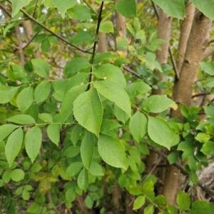 Fraxinus angustifolia at Umbagong District Park - 9 Apr 2024