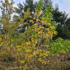 Acer negundo (Box Elder) at Umbagong District Park - 9 Apr 2024 by Jiggy