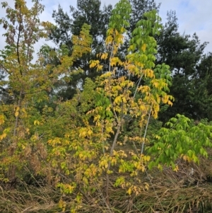 Acer negundo at Umbagong District Park - 9 Apr 2024