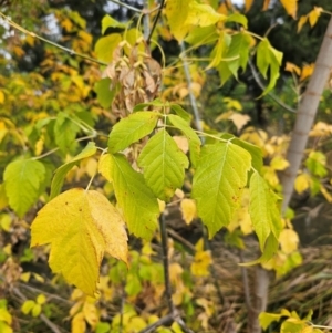 Acer negundo at Umbagong District Park - 9 Apr 2024 08:04 AM