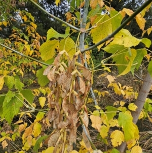 Acer negundo at Umbagong District Park - 9 Apr 2024