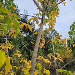 Acer negundo at Umbagong District Park - 9 Apr 2024 08:04 AM