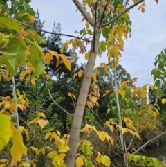 Acer negundo at Umbagong District Park - 9 Apr 2024