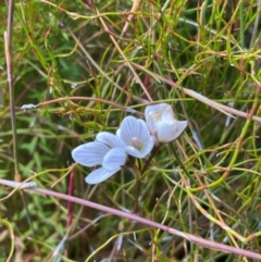 Gentianella muelleriana subsp. jingerensis (Mueller's Snow-gentian) at Cotter River, ACT - 8 Apr 2024 by nathkay