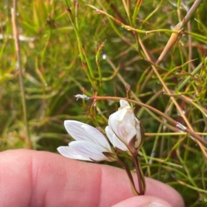 Gentianella muelleriana subsp. jingerensis at Namadgi National Park - suppressed