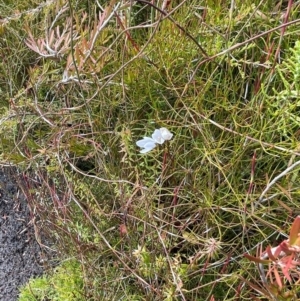 Gentianella muelleriana subsp. jingerensis at Namadgi National Park - suppressed