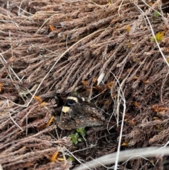 Vanessa itea (Yellow Admiral) at Cotter River, ACT - 8 Apr 2024 by nathkay