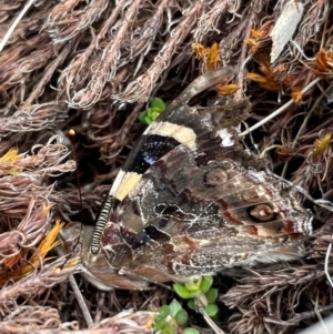 Vanessa itea at Namadgi National Park - 8 Apr 2024 11:14 AM