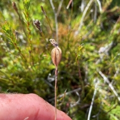 Thelymitra sp. (A Sun Orchid) at Namadgi National Park - 8 Apr 2024 by nathkay