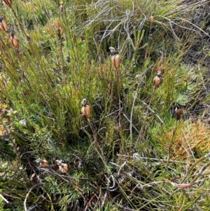 Thelymitra sp. at Namadgi National Park - 8 Apr 2024