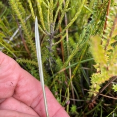 Thelymitra sp. at Namadgi National Park - 8 Apr 2024