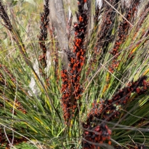 Gahnia subaequiglumis at Namadgi National Park - 8 Apr 2024