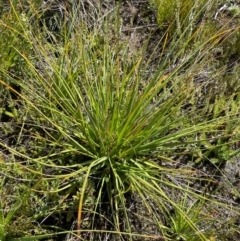 Gahnia subaequiglumis (Bog Saw-sedge) at Namadgi National Park - 8 Apr 2024 by nathkay