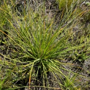 Gahnia subaequiglumis at Namadgi National Park - 8 Apr 2024