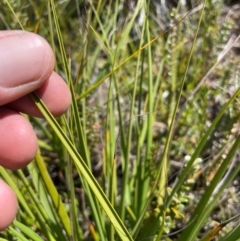 Gahnia subaequiglumis at Namadgi National Park - 8 Apr 2024