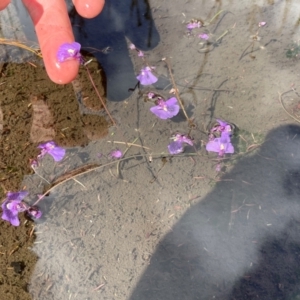 Utricularia dichotoma at Namadgi National Park - 8 Apr 2024